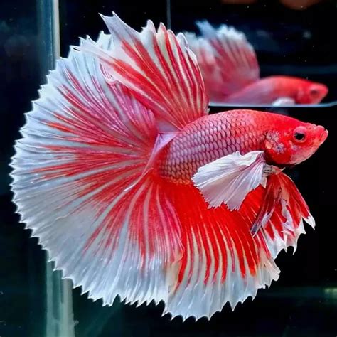 Fighting Fish (Bettas) – Aquarium Central.